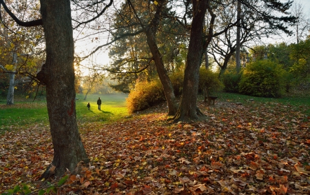 Autumn in park with fall leaves and people walking behindの写真素材