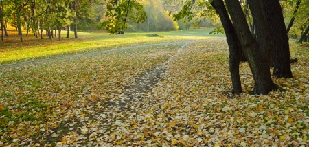 Autumn fall leaves in park with maple treesの写真素材
