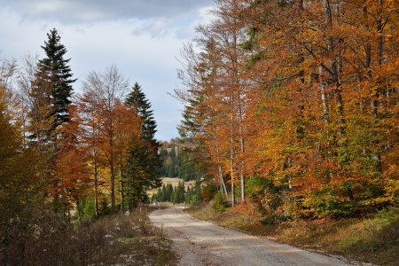 Mountain Road in Forest with Autumn Colorful Treesの写真素材