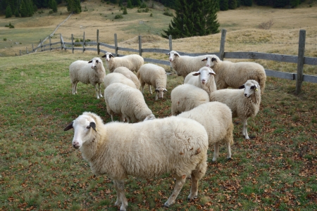 Group of Sheep on a Pasture in Mountainの写真素材