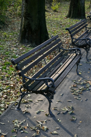 Wooden benches in park with fall leaves and trees behindの写真素材