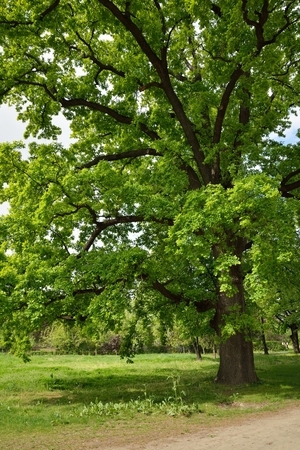 Big Oak Tree in Park with Early Spring Green Leavesの写真素材