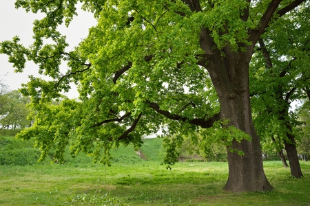 Big Oak Tree in Park with Early Spring Green Leavesの写真素材
