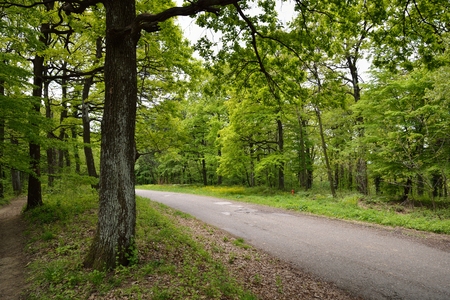 Road in Forest with Early spring Green Treesの写真素材
