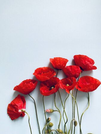Beautiful red poppy flowers on blue backgroundの写真素材