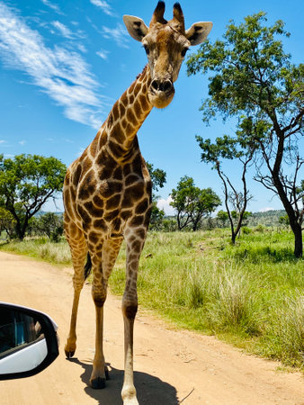 Close-up of wild giraffe approaching vehicle on safari trail in South Africa. Intense eye contact, wildlife photography, natural behavior, big animal crossing dirt roadの写真素材