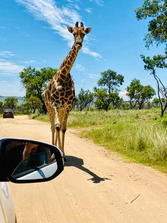 Giraffe looking out of the car window, South Africaの写真素材