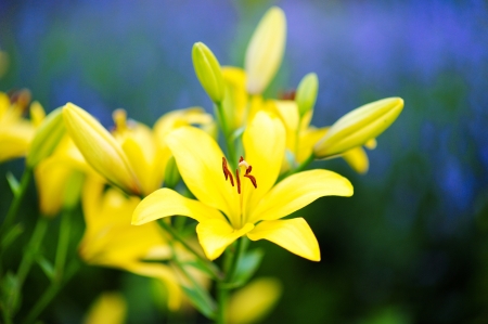 beautiful yellow lilies in the gardenの写真素材