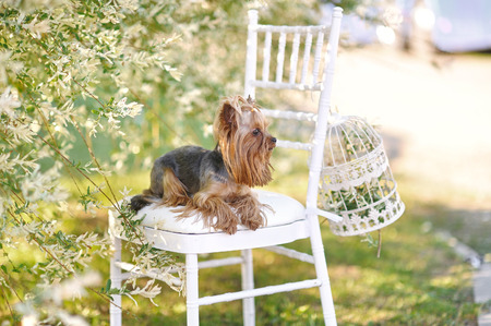 small dog portrait on nature in summerの写真素材