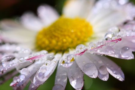 daisy with water dropsの写真素材