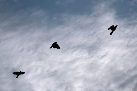 birds on the skyの写真素材