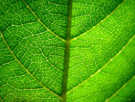 leaf