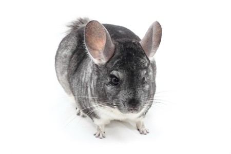 chinchilla isolatedの写真素材