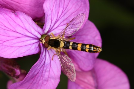 Hoverfly on the flower