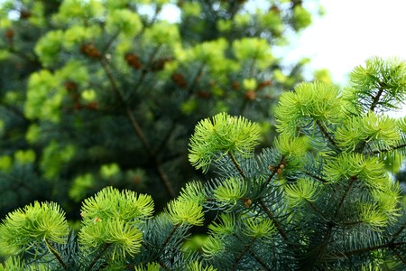 spruce