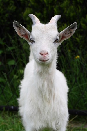 goat