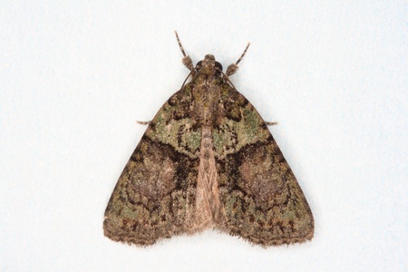 Moth, Tree-lichen Beauty  Cryphia algae の写真素材