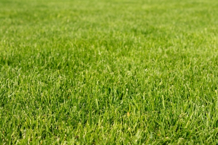 Fresh grassの写真素材