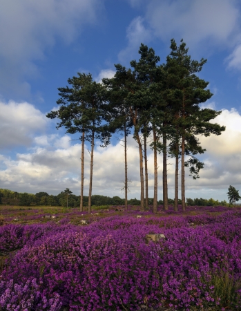 Scots Pine trees and bell heather  Erica cinerea  in bloom at Arne in Dorset の写真素材