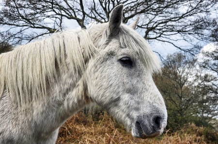 A white stallion pony in the New Forest National Park in Hampshireの写真素材