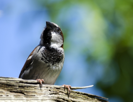 European House Sparrow (Passer domesticus) perching on a fence.の写真素材
