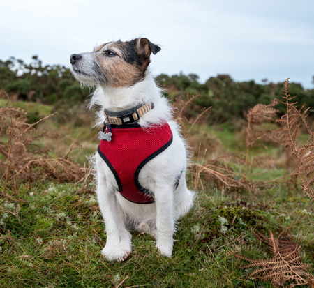 Working Jack Russell Terrier wearing harness