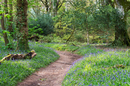 Spring bluebells in bloom in mature woodlandの写真素材