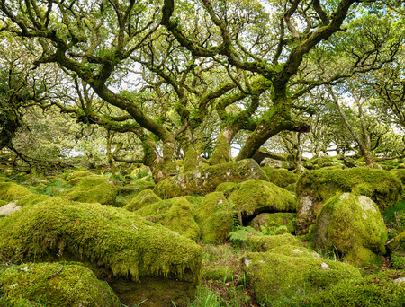 Ancient gnarled and stunted oak tree trunks growing out of mossy boulders in the famous Wistman's Wood a remote high altitude oakwood and a national nature reserve on Dartmoor National Park in Devonの写真素材