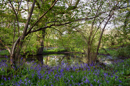 A woodland pond surrounded by a carpet of bluebells in Dorsetの写真素材