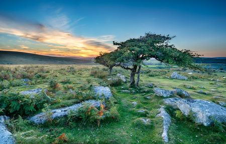 Gnarled windswept Hawthorn trees growing on moorland at dartmoor National Park in Devonの写真素材