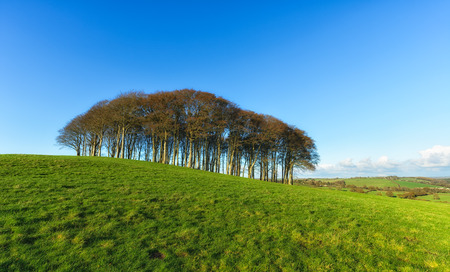 A copse of Beech trees on top of a hill on the devon and Cornwall borderの写真素材