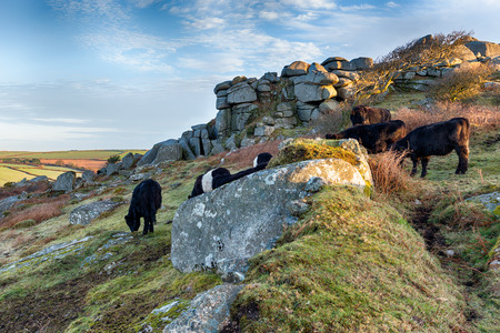 Cattle grazing at Helman Tor a wild patch of moorland near Bodmin in Cornwall which makes up part of the Saints Way long distance path and the Wilderness Trailの写真素材