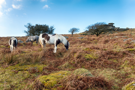 Moorland ponies grazing on Sharp Tor on Bodmin Moor in Cornwallの写真素材