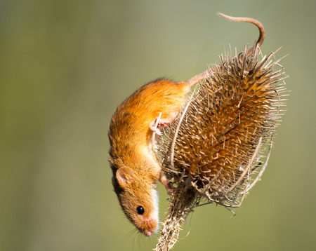 A tiny Harvest Mouse on a thistle headの写真素材