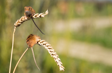 A pair of tiny Harvest Mice on ears of cornの写真素材