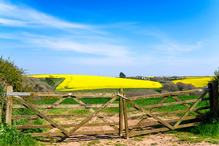 Fileds of yellow rapeseed on the Rame peninsula in Cornwallの写真素材