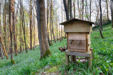 A traditional wooden beehive in bluebell woodsの写真素材