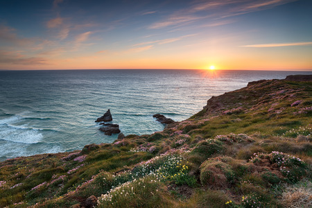 Wild flowers in bloom on the South West Coast Path between Porthcothan and Bedruthan Stepsの写真素材