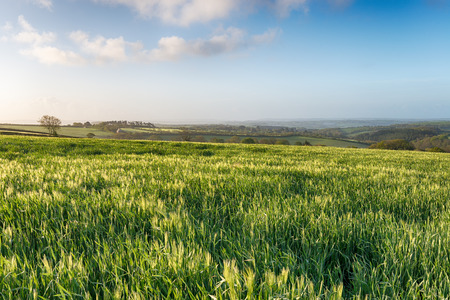 Fields of ripening barley growing in the Englsih countryside near Callington in Cornwall