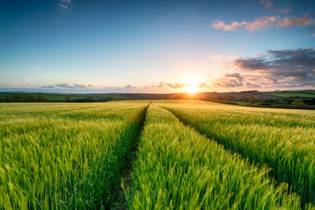 Sunset over fields of lush green barley growing near Wadebridge in Cornwallの写真素材