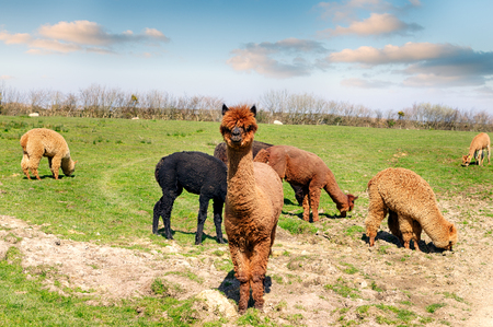 A field of Llamas in Devonの写真素材