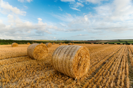 Golden bales of hay in a field near Padstow in Cornwall