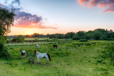 Sunset over horses in a field at Wimborne in Dorsetの写真素材