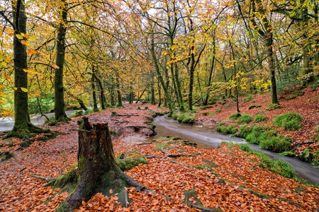 Beautiful Autumnal woodland at Golitha Falls on Bodmin Moor in Cornwall