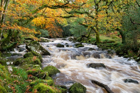 Autumn on the banks of the river Plym as it flows through woodland at Deverstone on Dartmoor in...