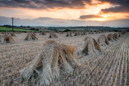 The barley harvest in Devon with rows of stooks laid out to dry under a dramatic evening skyの写真素材