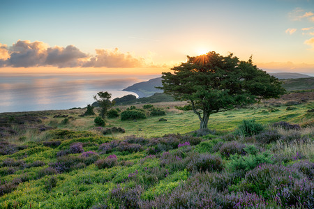 Sunrise over Porlock common on the Exmoor coast of Somersetの写真素材