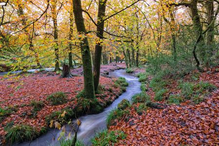 Autumn woodland and stream at Golitha Falls on the edge of Bodmin Moor in Cornwallの写真素材