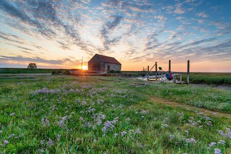 Sea lavender in Bloom at the Old Harbour in Thornham on the Norfolk coastの写真素材