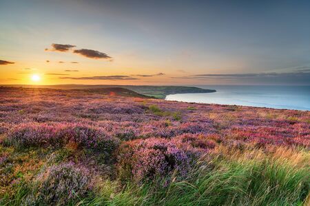 Sunset over heather in bloom on the North York Moors National Park above Ravenscar and looking out to Robin Hood's Bay in Yorkshireの写真素材